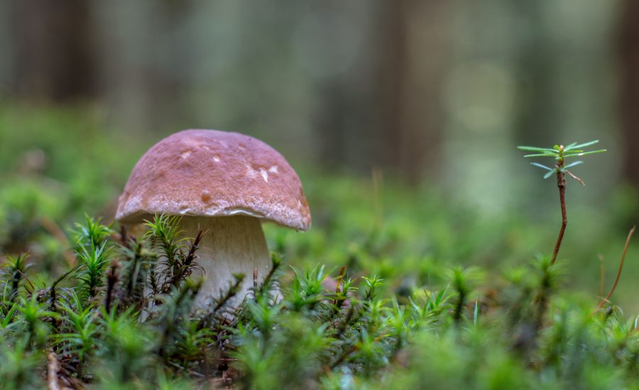 Steinpilz auf Waldboden